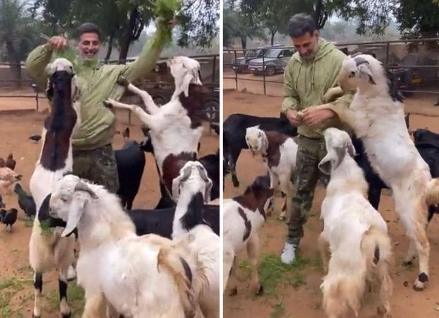 Akshay Kumar struggles to feed goats in new video, watch